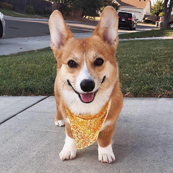 Meet your Posher, Hanna - Picture 3 of 4